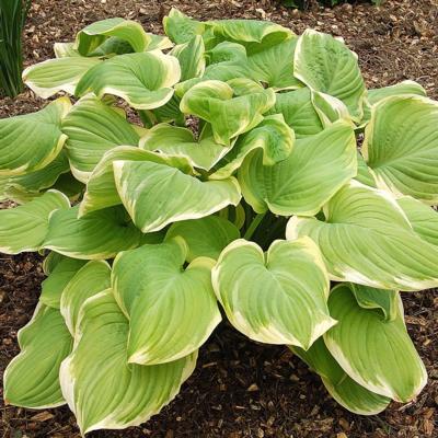 Hosta 'Fragrant Bouquet' Hosta 'Fragrant Bouquet'